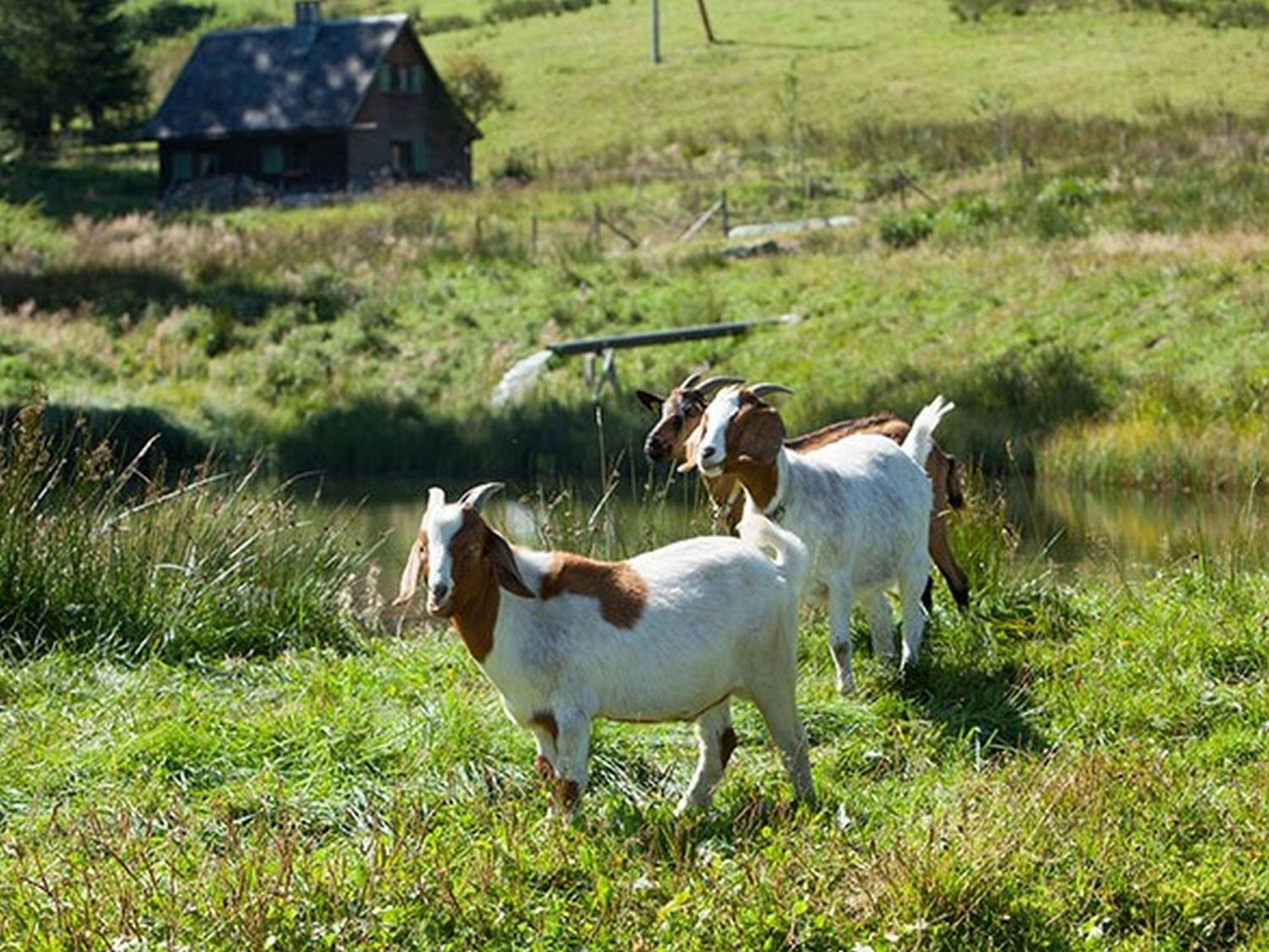 Ferienhaus Esche Hinterzarten Eksteriør billede