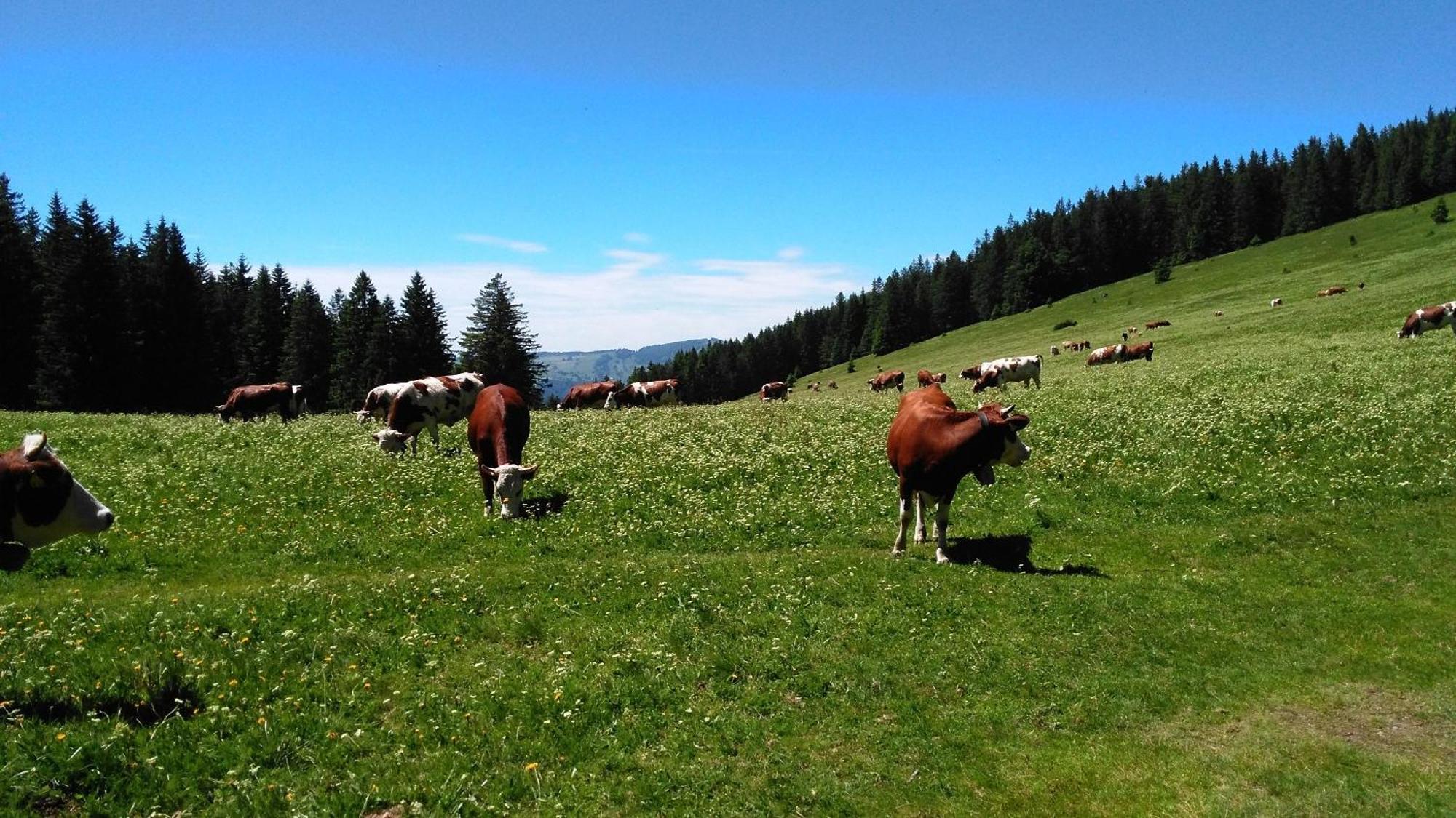 Ferienhaus Esche Hinterzarten Eksteriør billede